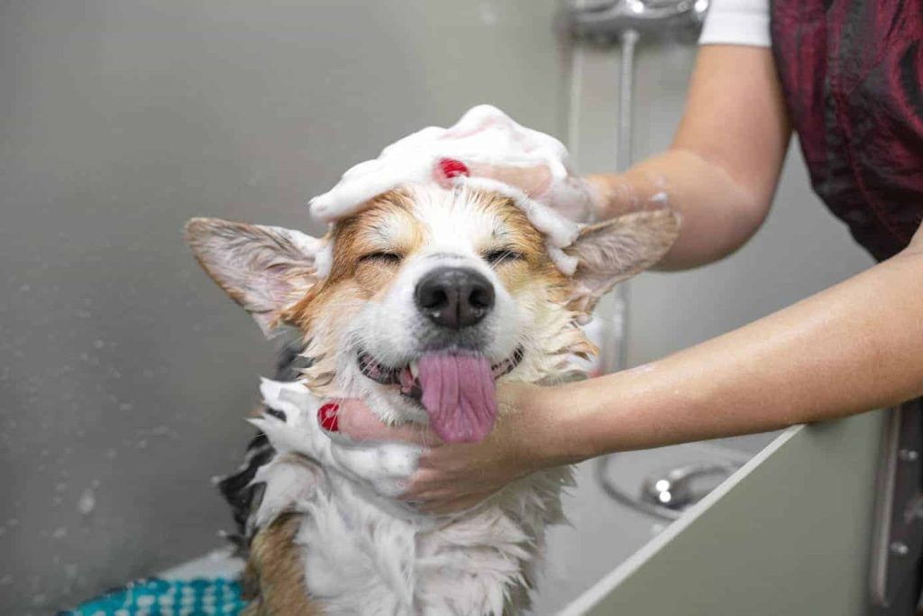 Pet Grooming Services